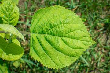 A large juicy green leaf of a growing plant against the background of lawn grass. View down