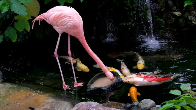 Flamingo eats food from the lake from feeder, fish swim up to feed, colorful large sea inhabitants. Lives on Caribbean coast. largest representative of the flamingo family. Victoria Butterfly Gardens