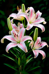 Lily flowers close up. Selective focus.