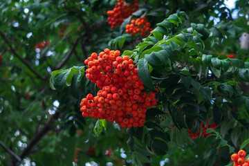 Rowan branch with a bunch of red ripe berries. Sorbus aucuparia tree close up
