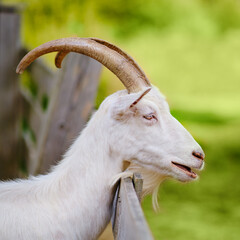 The gentle animal goat with horns is a beloved pet for many families in rural areas.