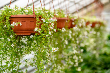 Blooming green plant in a hanging pot in a greenhouse.