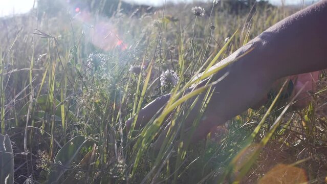 The process of collecting mountain thyme by female hands using cutting with sharp scissors. Collecting thyme during flowering to brew a tasty decoction and add to food. Mountain herbs