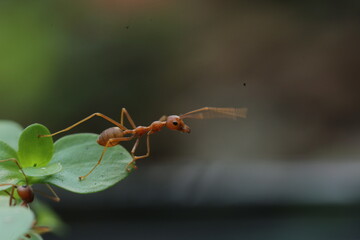 red ant on a leaf