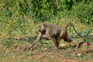 A female baboon with a baby on her back in a national park in Kenya.