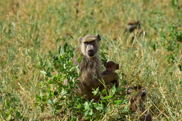 A female baboon sits with her baby in the bushes in a national park in Kenya.