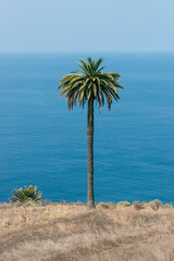 Palm tree in Tenerife, Spain