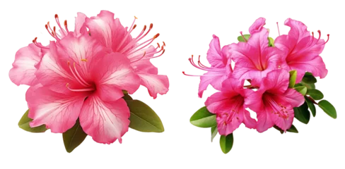  Set of Vibrant pink azalea flowers with prominent stamens isolated on a transparent background © Kseniia