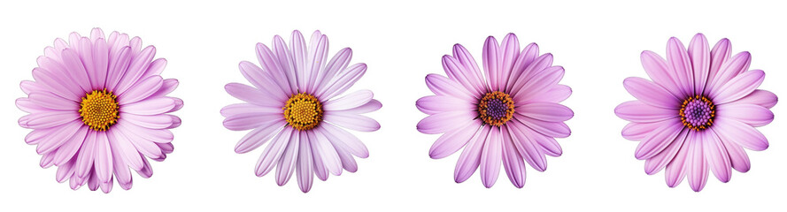 Obraz premium Set of vibrant purple daisy flowers with prominent yellow centers isolated on a transparent background