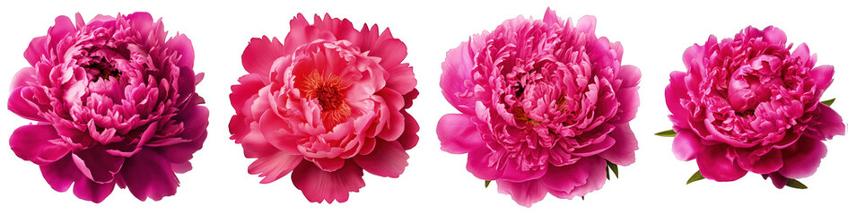 Four vibrant pink peony flowers isolated on a transparent background