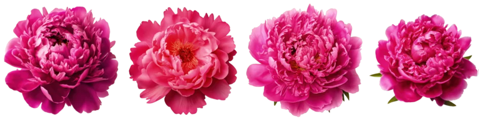 Deurstickers Pioenrozen Four vibrant pink peony flowers isolated on a transparent background