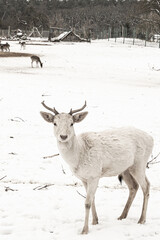 sarna , jelen © kasia