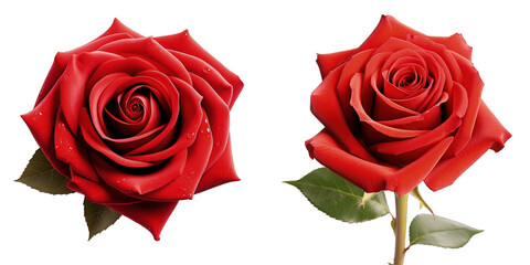 Two vibrant red roses with dewdrops, isolated on a transparent background