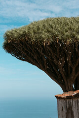 Dragon tree, Tenerife, Canary Islands, Spain