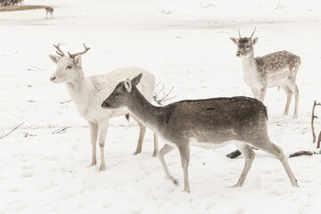 sarna,christmas , winter © kasia