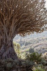 Dragon tree, Tenerife, Canary Islands, Spain - obrazy, fototapety, plakaty