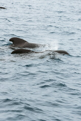 Fototapeta premium Short-finned pilot whale