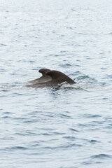 Short-finned pilot whale