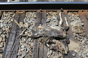 White-tailed deer roadkill on the Milwaukee Road railroad tracks in Morton Grove, Illinois