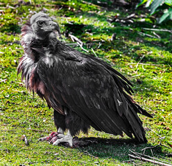 Cinereous vulture also known as the black vulture, monk vulture, or Eurasian black vulture. Latin name - Aegypius monachus