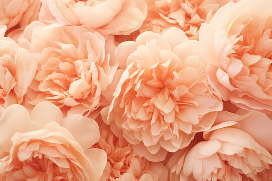 close up macro of beautiful peonies in peach fuzz color of the year 2024