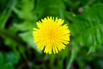 A dandelion in full bloom, nestled within a verdant field.