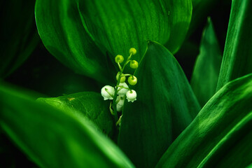 The photo showcases a lily of the valley plant with white flowers and lush green leaves.