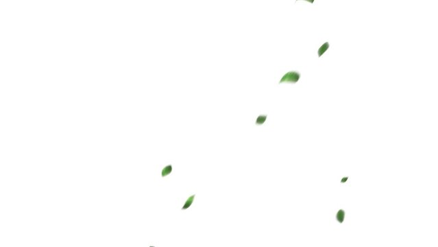 CGで作成した舞い落ちる緑の葉っぱ(背景にアルファチャンネル付き）