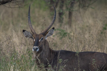 Portrait of a common waterbuck (Kobus ellipsiprymnus) walking through the grasslands of serengeti national park, tanzania.