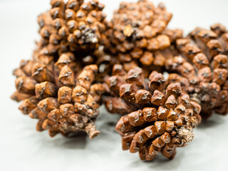 Macro photo of dry thunbergii pine.