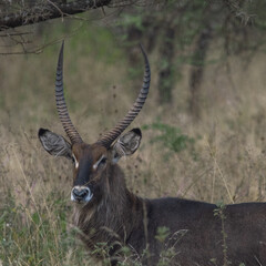 Portrait of a common waterbuck (Kobus ellipsiprymnus) walking through the grasslands of serengeti national park, tanzania.