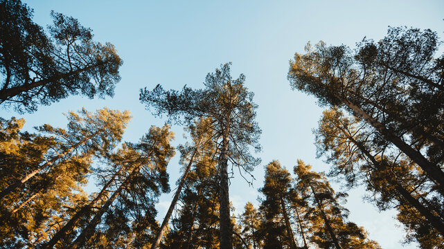 Forest from below, trees and sky