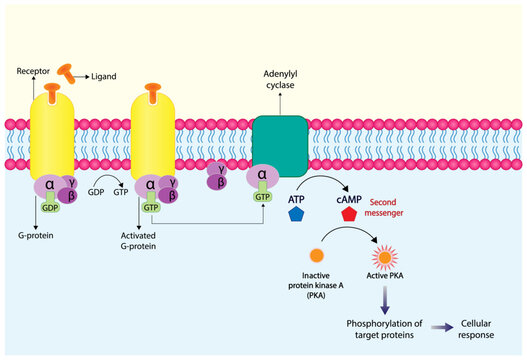 G protein coupled receptor. Structure of a G protein-coupled receptor (GPCR). Cell membrane receptors for ligands binding. cAMP, second messenger, production amplification. vector illustration.