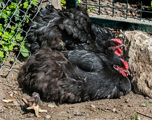 Two black chickens near the fence at the farm yard