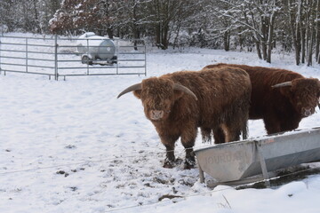 highland cow winter germany hessia