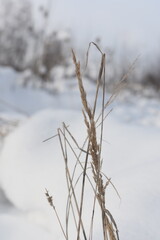 Nature photography in winter in Hesse Werra Meißner Kreis