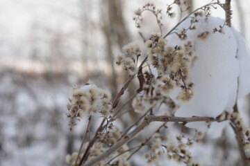 Nature photography in winter in Hesse Werra Meißner Kreis