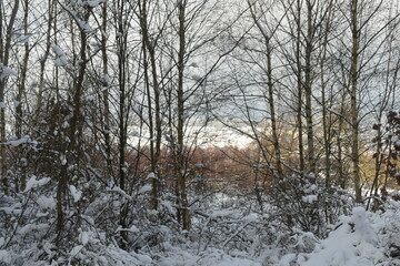 fields and forest in winter germany hessia