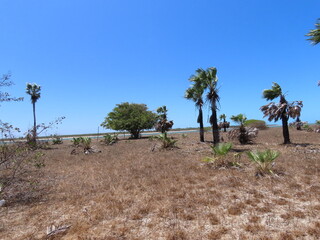 joshua tree national park