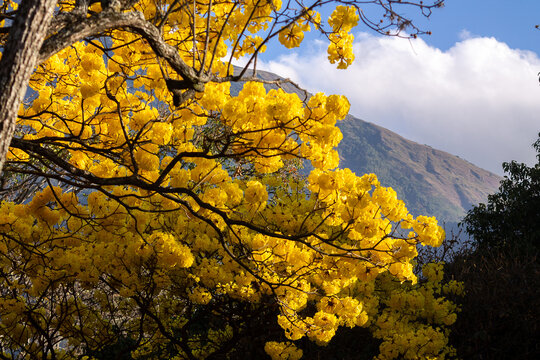 Flowering Araguaney trees during Holy Week. View of &Aacute;vila from the Parque del Este in Caracas, Venezuela