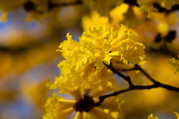 Details of the flowers of the Araguaney Tree. Typical tree of Venezuela.
South America