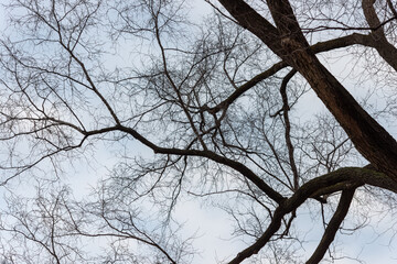 bare tree on a mostly cloudy blue sky in early december