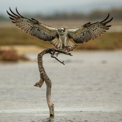 Osprey with fish
