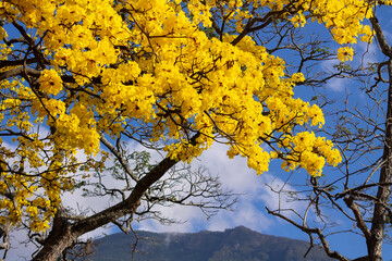Flowering Araguaney trees during Holy Week. View of Ávila from the Parque del Este in Caracas, Venezuela