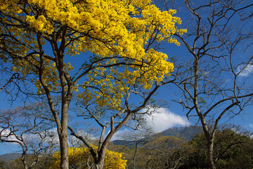 Flowering Araguaney trees during Holy Week. View of Ávila from the Parque del Este in Caracas,...