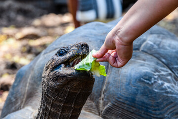Feeding of Aldabra giant tortoise (Aldabrachelys gigantea) at the Prison island. Zanzibar, Tanzania - obrazy, fototapety, plakaty