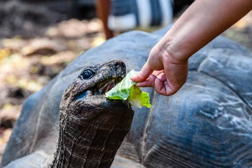 Tuinposter Feeding of Aldabra giant tortoise (Aldabrachelys gigantea) at the Prison island. Zanzibar, Tanzania © ihorbondarenko