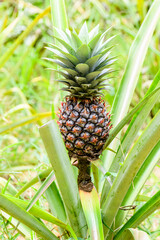 Pineapple plant with fruit at the plantation. Agricultural concept. Tropical fruit