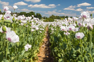 Flowering opium poppy field with pathway - obrazy, fototapety, plakaty