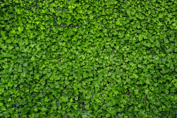 Ivy Leaves Foliage Texture Top View